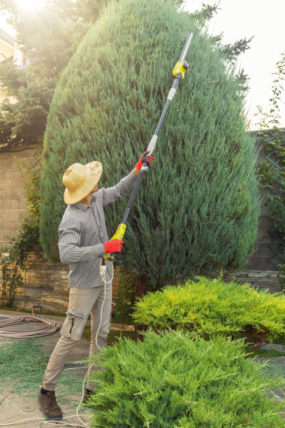 Best Tree Preservation Services  in USA